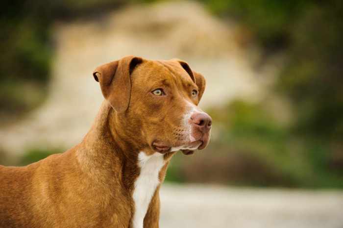 Pitbull terrier chiens apbt thesprucepets