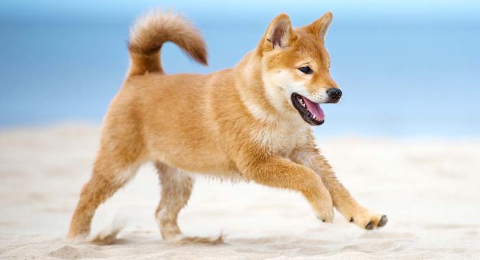 Fox dog look foxes breeds cute adorable really sounds impossibly