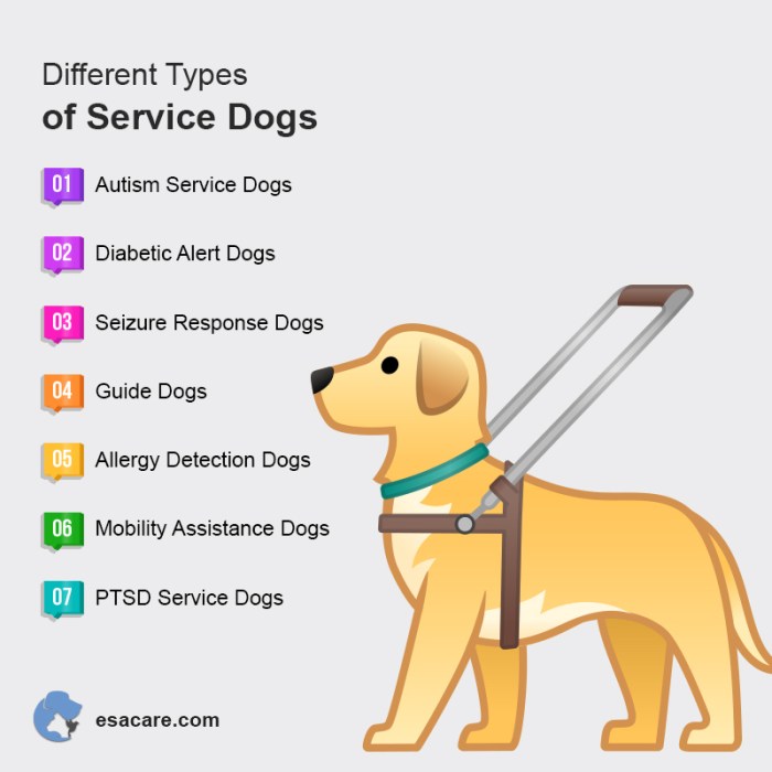 Dogs types service dog genesis assistance inc