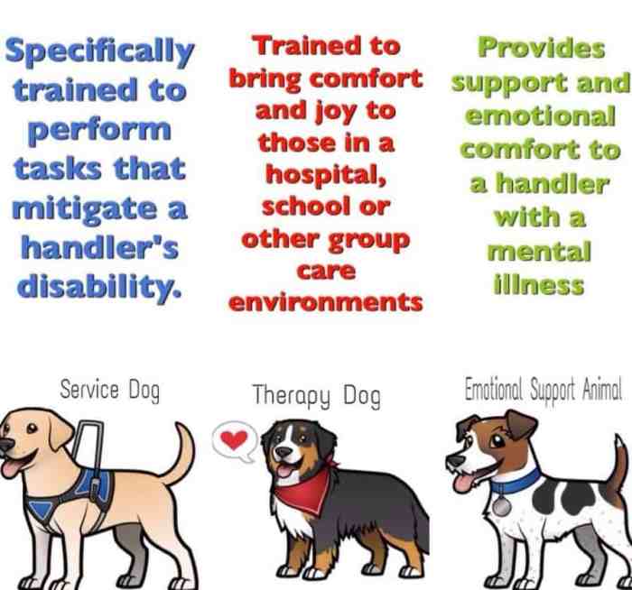 Service dogs types breeds used facts