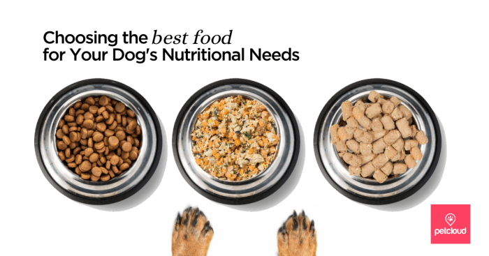 Dog food choices diet foods choosing kibble sheltie safe brands ingredients