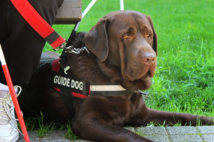 Dogs service types guide dog they getty